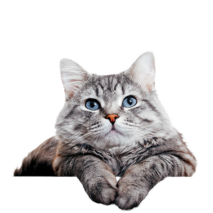 ねこ