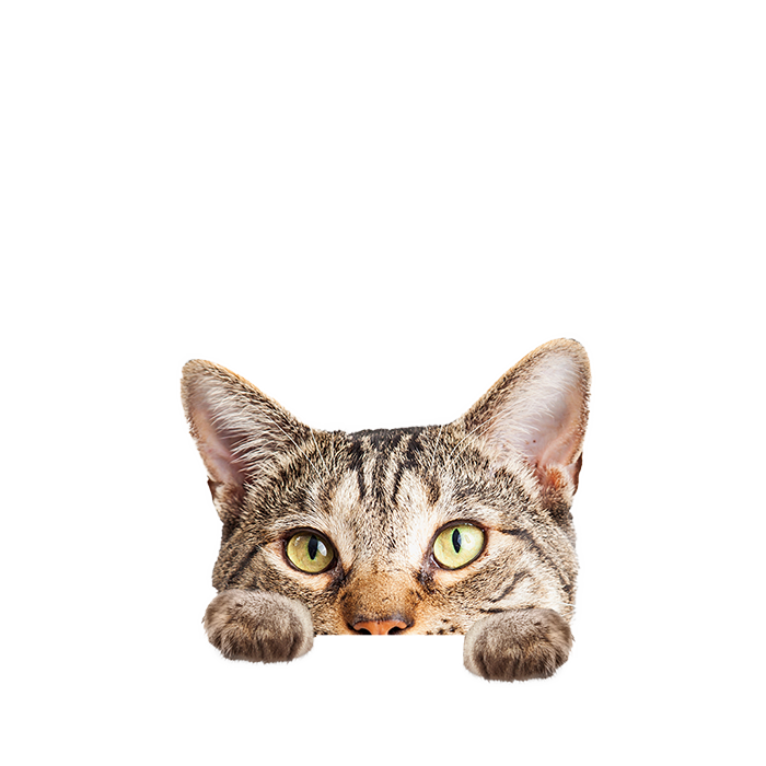 ねこ